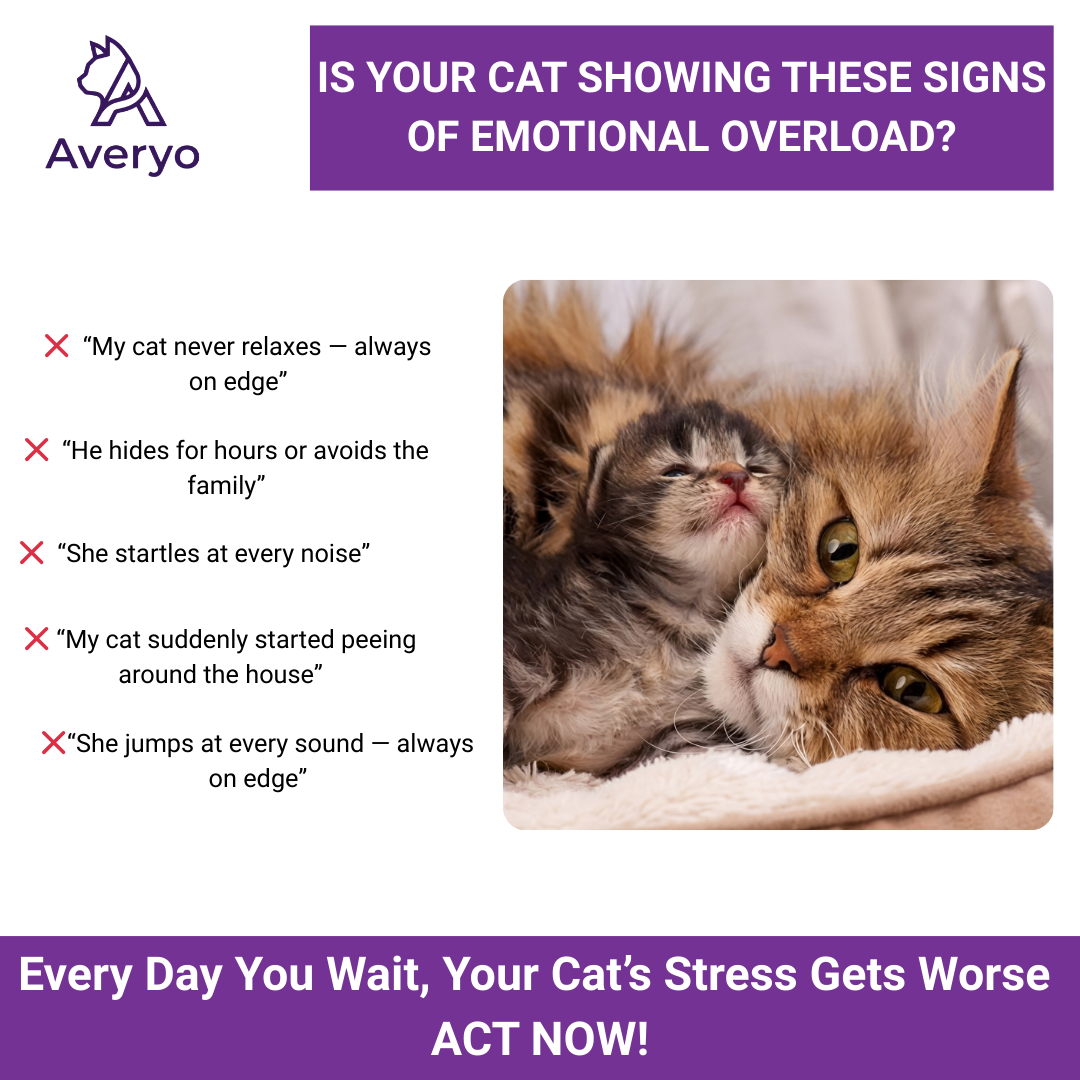 Give Your Cat a Calmer, Happier Life With Averyo® Optimum Diffuser